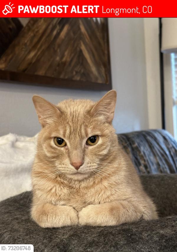 Lost Male Cat last seen Summit View ests in Frederick, CO, Longmont, CO 80504