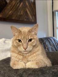 Lost Male Cat last seen Summit View ests in Frederick, CO, Longmont, CO 80504
