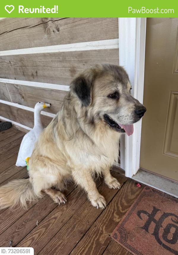 Reunited Male Dog last seen Macon farm rd, Randolph County, NC 27316