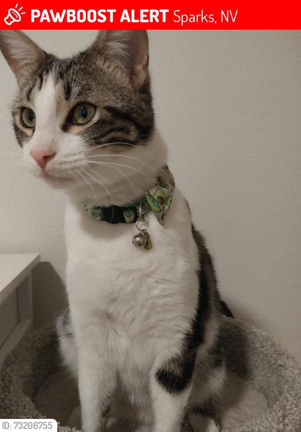 Lost Male Cat last seen 4th street and Queen Way near pyramid highway, Sparks, NV 89431