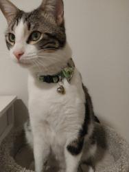 Lost Male Cat last seen 4th street and Queen Way near pyramid highway, Sparks, NV 89431