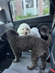Reunited Unknown Dog last seen Along West Toll Gate Creek Trail, Aurora, CO 80013