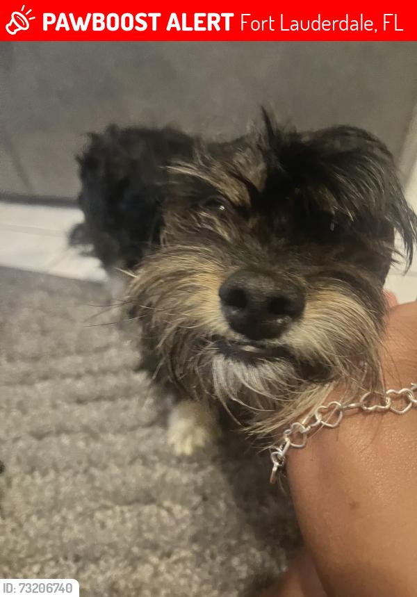 Lost Male Dog last seen Lafayette park, Fort Lauderdale, FL 33311