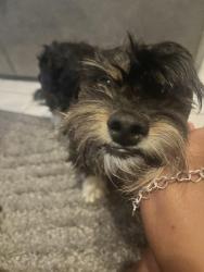 Lost Male Dog last seen Lafayette park, Fort Lauderdale, FL 33311