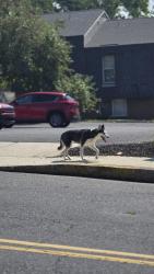 Found/Stray Unknown Dog last seen Wandering Spring Ridge Apts, Fullerton, PA 18052
