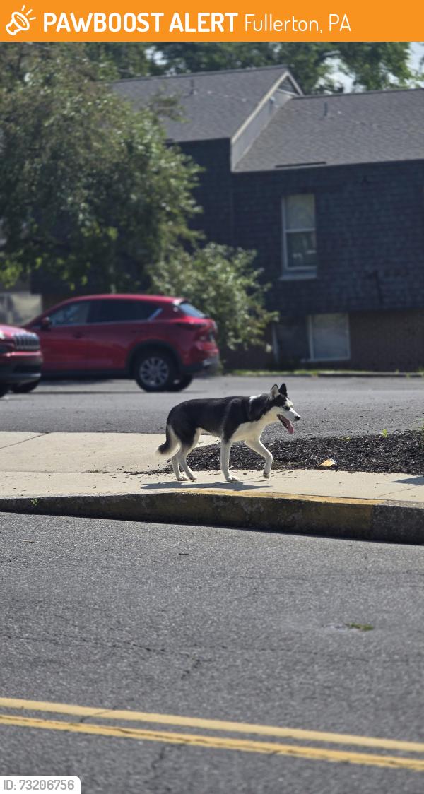 Found/Stray Unknown Dog last seen Wandering Spring Ridge Apts, Fullerton, PA 18052