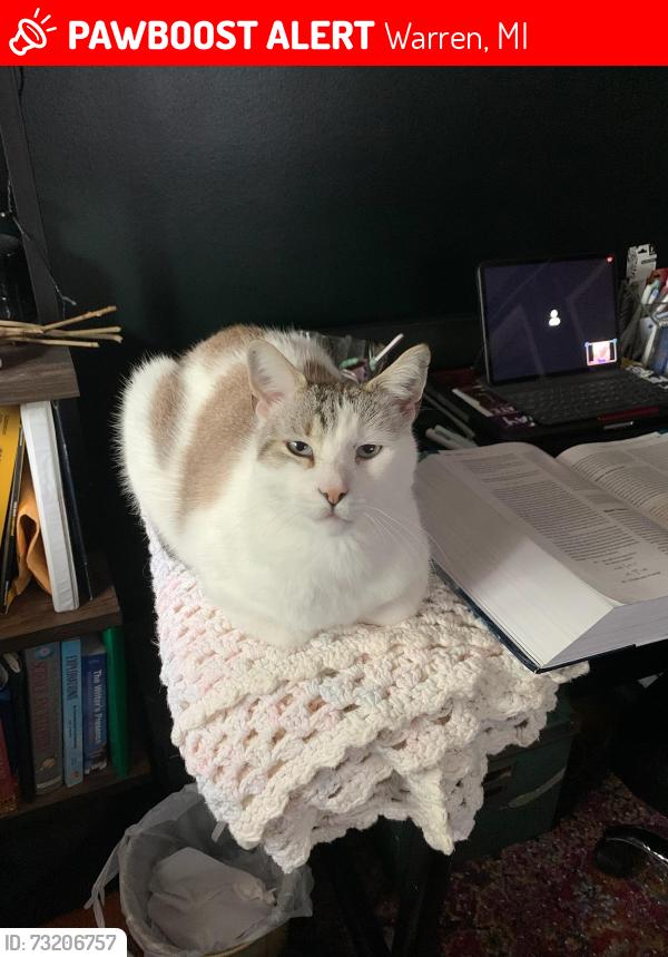 Lost Male Cat last seen 12mile Lorraine, Warren, MI 48093