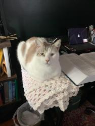 Lost Male Cat last seen 12mile Lorraine, Warren, MI 48093