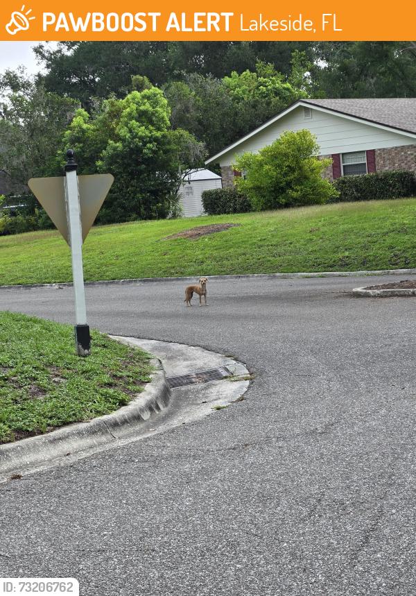 Found/Stray Unknown Dog last seen Beta Ct and Foxwood, Lakeside, FL 32073