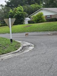 Found/Stray Unknown Dog last seen Beta Ct and Foxwood, Lakeside, FL 32073