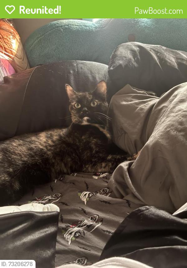 Reunited Female Cat last seen West side park, Derry Drive, West st, Warren ave, Middleborough, MA 02346