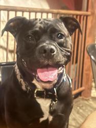 Lost Male Dog last seen Near airport blvd, Austin, TX 78722