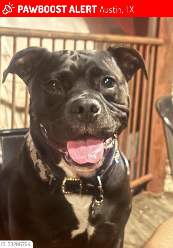 Lost Male Dog last seen Near airport blvd, Austin, TX 78722