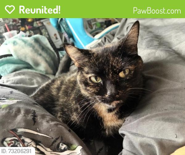 Reunited Female Cat last seen Westside Park, Derry park drive- behind Tom and Jimmys, Middleborough, MA 02346