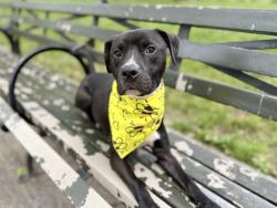 Shelter Stray Male Dog last seen Apt 3C,2155 Madison Avenue, NEW YORK, NY, 10037, 326 E 110th St, New York, NY 10029, USA