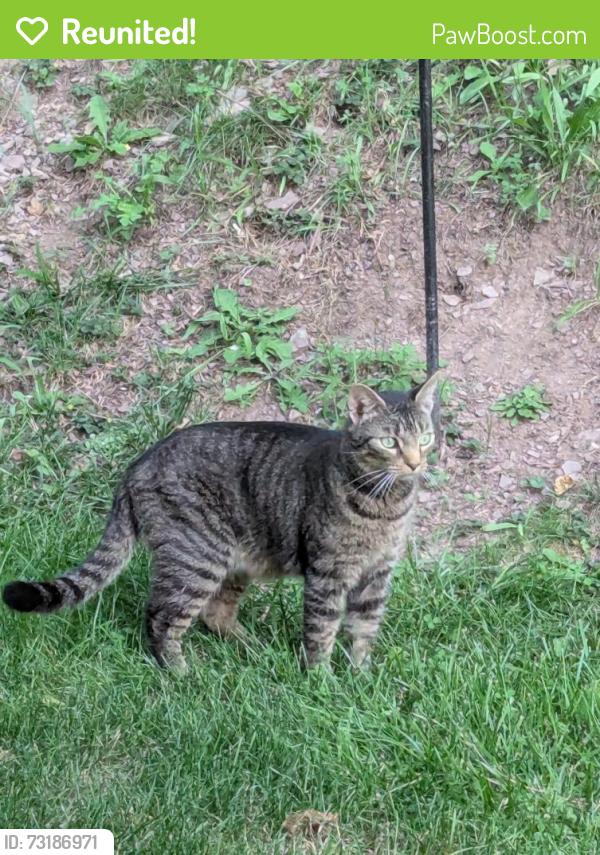 Reunited Unknown Cat last seen Mountain Road and Appleby, West Hanover Township, PA 17112