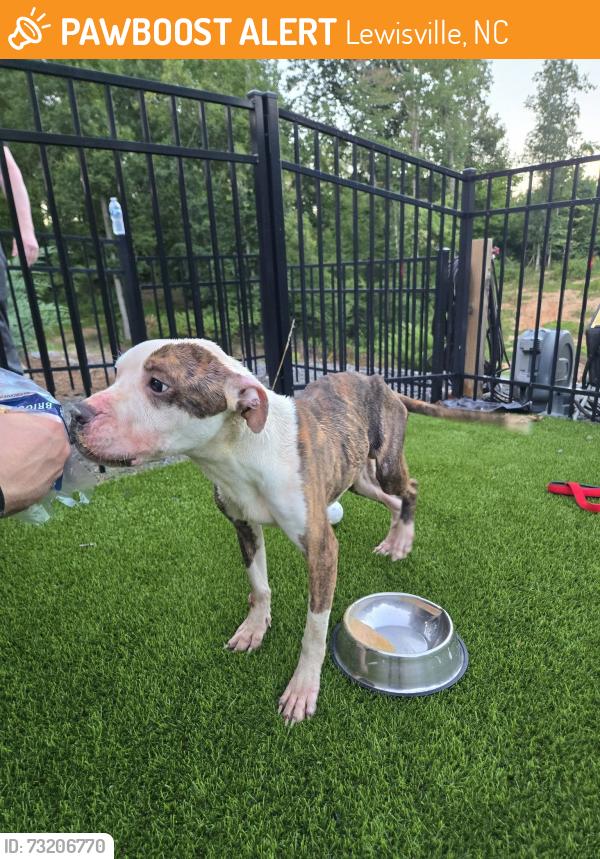 Found/Stray Male Dog last seen williams rd, Lewisville, NC 27023