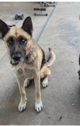 Reunited Female Dog last seen Blue mound, Blue Mound, TX 76131