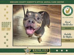 Shelter Stray Female Dog last seen N Fiske Boulevard, COCOA, FL, 32922, 5100 W Eau Gallie Blvd, Melbourne, FL 32934, USA