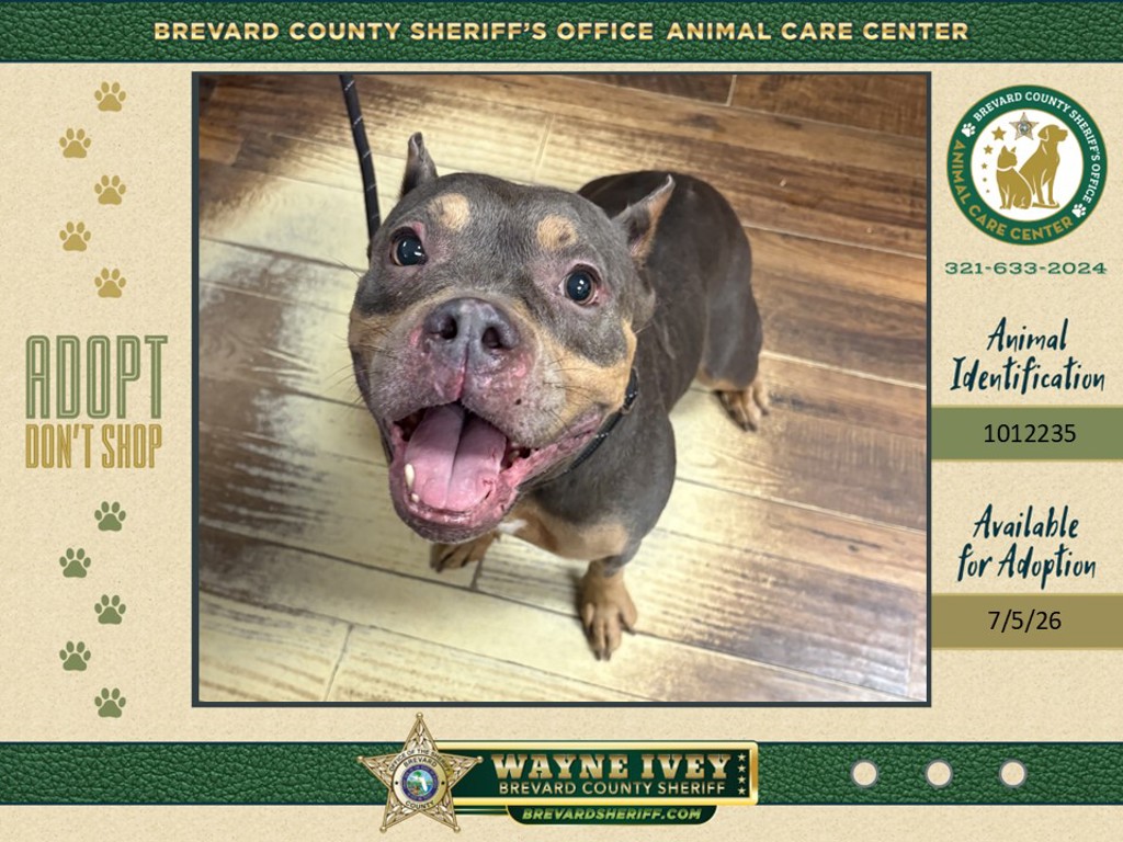 Shelter Stray Female Dog last seen N Fiske Boulevard, COCOA, FL, 32922, 5100 W Eau Gallie Blvd, Melbourne, FL 32934, USA