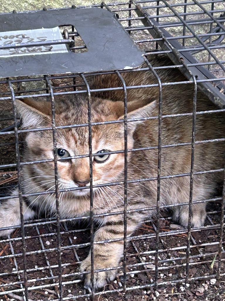 Shelter Stray Female Cat last seen Near Lowery Downs Street, VIRGINIA BEACH, VA, 23464, 341 S Birdneck Rd, Virginia Beach, VA 23451, USA