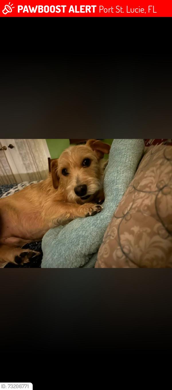 Lost Male Dog last seen Savanna Club Port St. Lucie Fl, Port St. Lucie, FL 34952