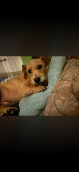 Lost Male Dog last seen Savanna Club Port St. Lucie Fl, Port St. Lucie, FL 34952