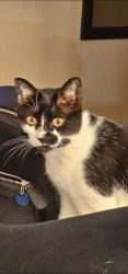 Lost Female Cat last seen Sunset blvd, Jensen Beach, FL 34957