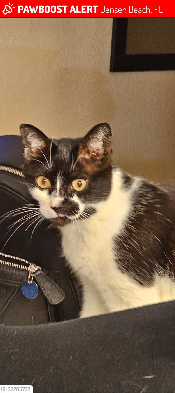 Lost Female Cat last seen Sunset blvd, Jensen Beach, FL 34957