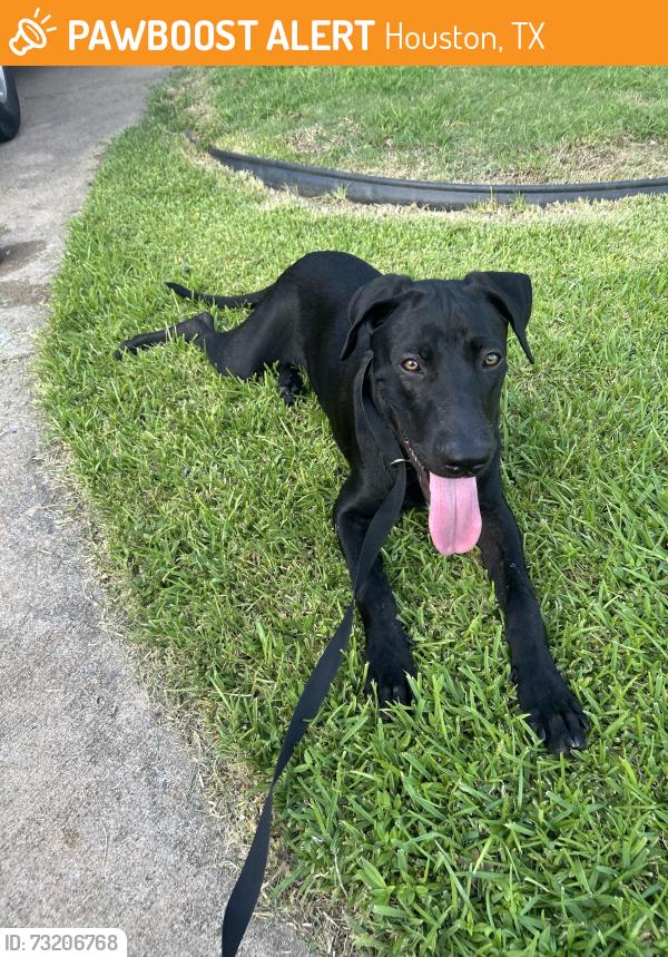 Found/Stray Male Dog last seen Near Modesto Dr. Houston Tx 77083, Houston, TX 77083