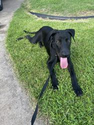 Found/Stray Male Dog last seen Near Modesto Dr. Houston Tx 77083, Houston, TX 77083