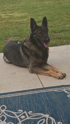 Reunited Male Dog last seen Near east renfro, Burleson, TX 76028