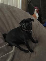 Reunited Female Dog last seen Near RiverBend and Guy C. Lee Construction, New Bern, NC 28562
