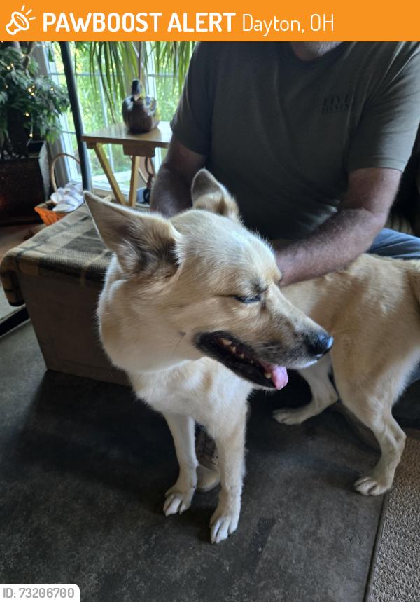 Found/Stray Male Dog last seen Wilmington Pike and Bigger Rd Kettering Ohio, Dayton, OH 45440