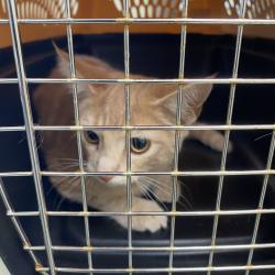 Shelter Stray Male Cat last seen , 1211 Old Graves Mill Rd, Lynchburg, VA 24502, USA