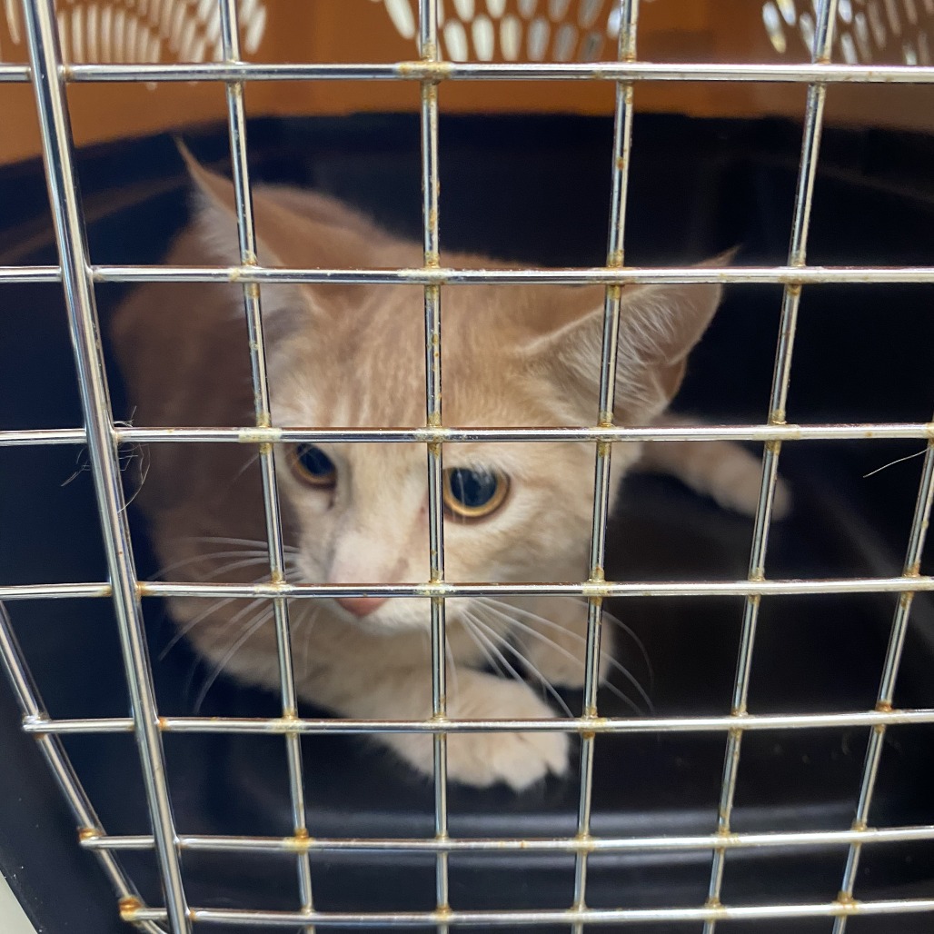 Shelter Stray Male Cat last seen , 1211 Old Graves Mill Rd, Lynchburg, VA 24502, USA