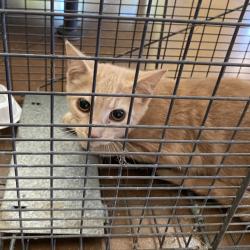 Shelter Stray Male Cat last seen , 1211 Old Graves Mill Rd, Lynchburg, VA 24502, USA