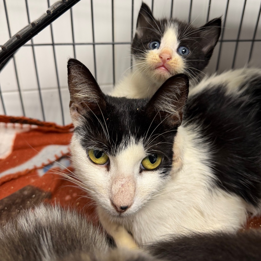 Shelter Stray Female Cat last seen , 3100 Deats Rd, Dickinson, TX 77539, USA