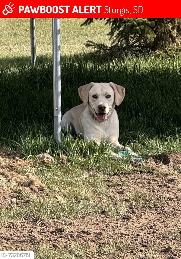 Lost Female Dog last seen I90 Mile marker 28 Sturgis, SD, Sturgis, SD 57785