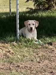 Lost Female Dog last seen I90 Mile marker 28 Sturgis, SD, Sturgis, SD 57785