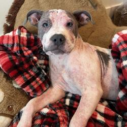 Shelter Stray Male Dog last seen , 361 S Raymond Ave, Pasadena, CA 91105, USA