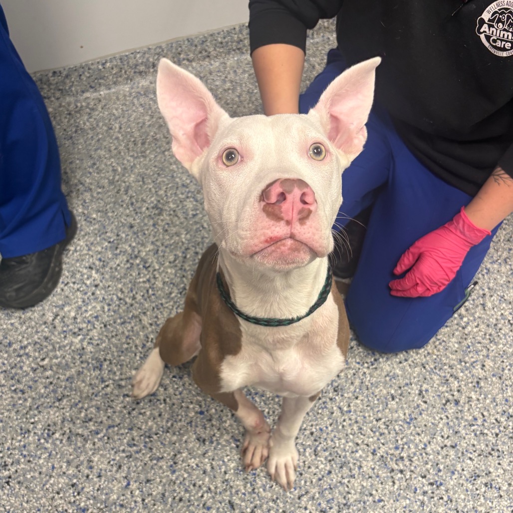 Shelter Stray Female Dog last seen , 328 Furman Hall Rd, Greenville, SC 29609, USA