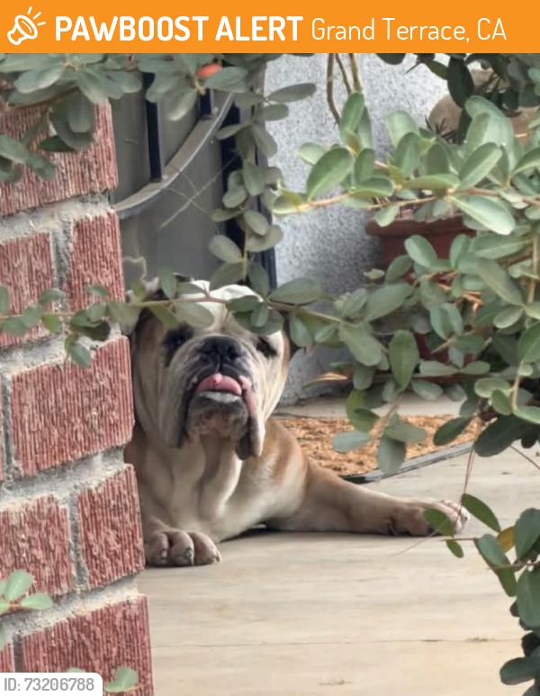 Found/Stray Female Dog last seen De Berry & Michigan, Grand Terrace, Grand Terrace, CA 92313