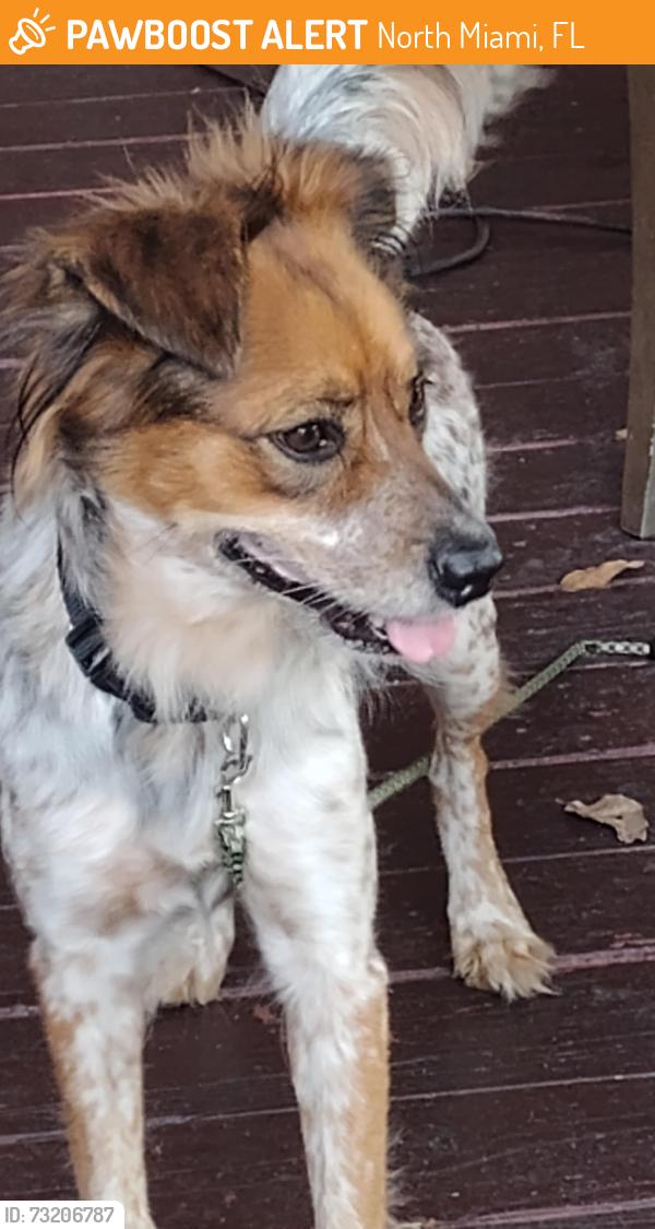 Found/Stray Female Dog last seen 123rd st, North Miami, FL 33161