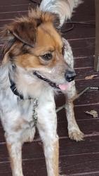 Reunited Female Dog last seen 123rd st, North Miami, FL 33161
