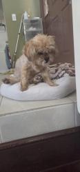 Lost Female Dog last seen In backyard, Fullerton, CA 92835