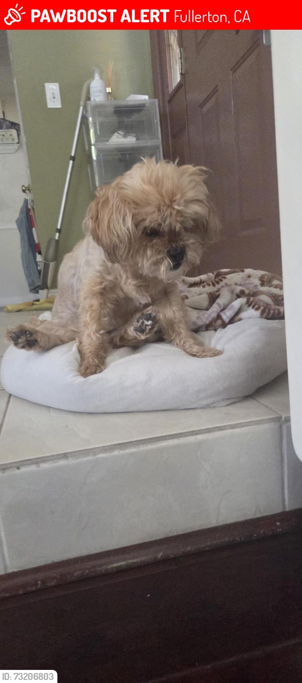Lost Female Dog last seen In backyard, Fullerton, CA 92835