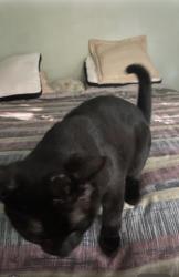 Reunited Male Cat last seen Willowdale Ave and Cummer Ave, Toronto, ON M2M 3C5