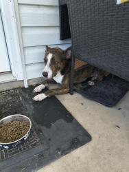 Found/Stray Female Dog last seen Near and Grove St, Fayetteville, NC 28301
