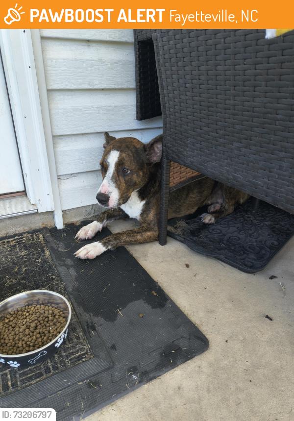Found/Stray Female Dog last seen Near and Grove St, Fayetteville, NC 28301